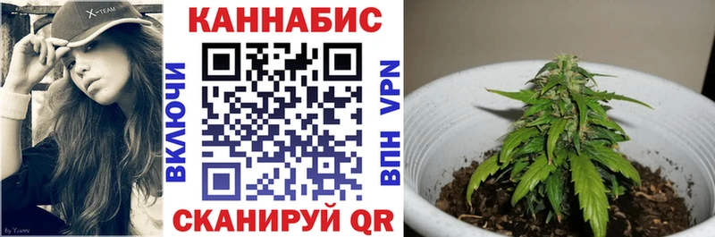 МАРИХУАНА гибрид  Губкин 